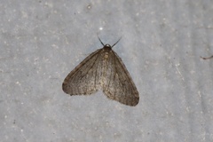 Operophtera occidentalis