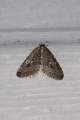 Operophtera occidentalis