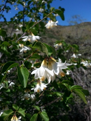 Styrax redivivus
