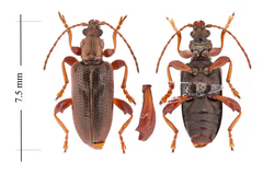 Plateumaris shoemakeri