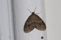 Operophtera occidentalis