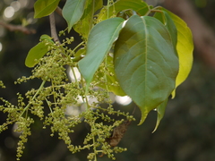 Melicope lunu-ankenda