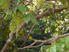 Melicope lunu-ankenda