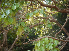 Melicope lunu-ankenda