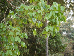 Melicope lunu-ankenda