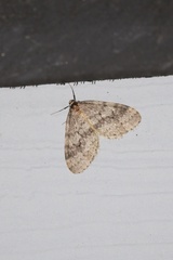 Operophtera occidentalis