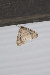 Operophtera occidentalis