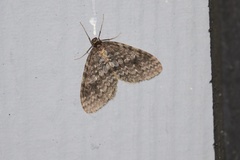 Operophtera occidentalis