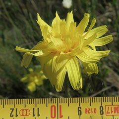 Microseris lanceolata