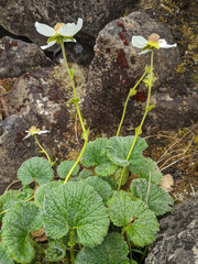 Geum talbotianum