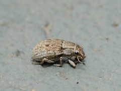 Eurymetopus birabeni