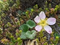 Geum talbotianum