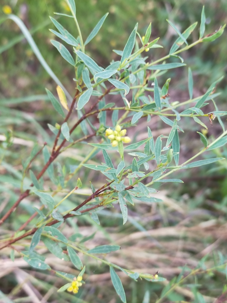 Stringbarks from Back Creek NSW 2390, Australia on January 8, 2022 at ...