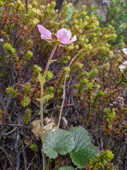 Geum talbotianum