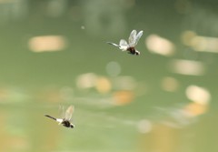 Pseudothemis zonata