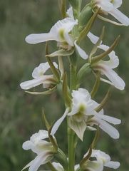 Prasophyllum candidum
