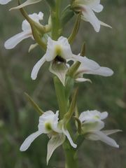 Prasophyllum candidum