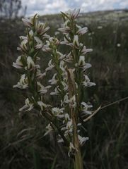 Prasophyllum candidum