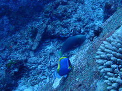 Chlorurus strongylocephalus