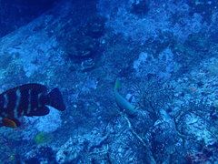 Chlorurus strongylocephalus