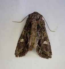 Ichneutica insignis