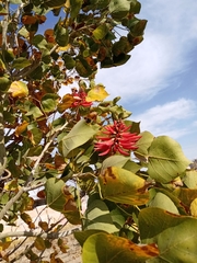 Erythrina americana