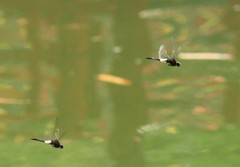Pseudothemis zonata