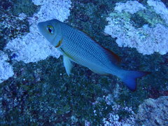 Lethrinidae