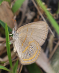 Neonympha areolatus