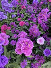 Stokesia