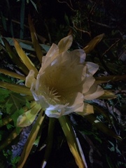 Selenicereus monacanthus