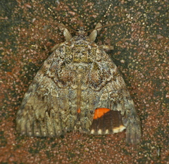 Catocala umbrosa