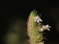 Lepidagathis incurva