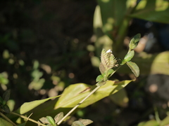 Lepidagathis incurva