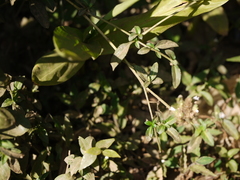 Lepidagathis incurva