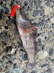 Hexagrammos lagocephalus