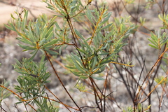 Acacia decora