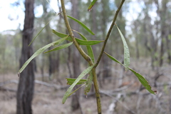 Acacia macradenia
