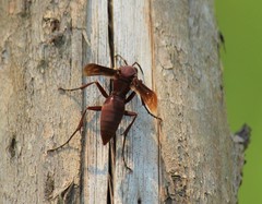 Polistes strigosus