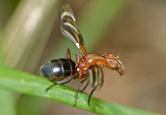 Tritoxa incurva