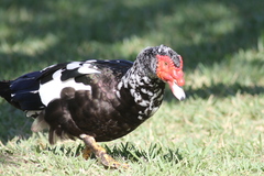 Cairina moschata domestica