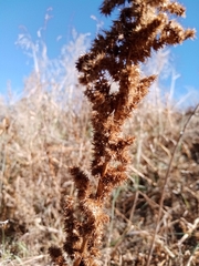 Amaranthus
