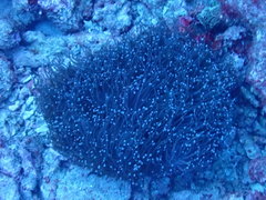 Euphyllia glabrescens