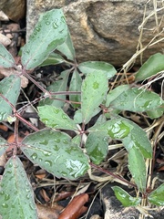 Cyphostemma puberulum