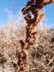 Amaranthus