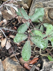 Cyphostemma puberulum