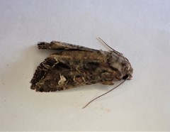 Ichneutica insignis