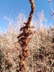 Amaranthus