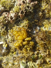 Leathesia marina