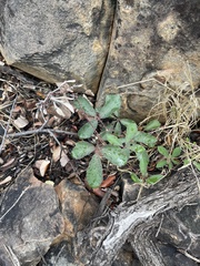 Cyphostemma puberulum